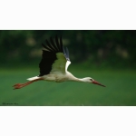 20220530 Weisstorch 03 DSC06605.jpg